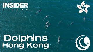 Dolphins in Hong Kong