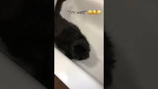 “I’m Wet!” Midnight gets a bath