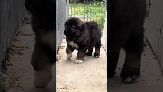 Fluffy Caucasian Shepherd Puppy