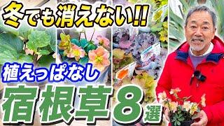 【冬でも枯れない！】寒さに強くてお庭を彩る宿根草をご紹介！これさえ植えれば間違いない！【植物】