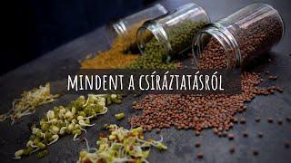 Mindent a csíráztatásról - házilag, egyszerűen, olcsón