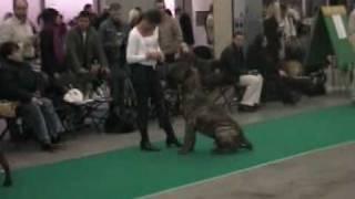 Dogo Canario - Intermediate class