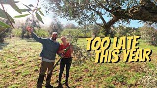 Bonus Video - Olive harvest on the homestead farm - LATE???