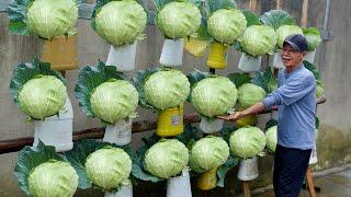 Recycle plastic waste into a one-of-a-kind Cabbage garden, so wonderful and beautiful