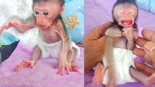 newborn baby monkey wokeup with little bit moody..