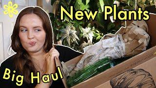 Big Plant Haul Unboxing | Anthurium, Hoya, Tillandsia, Monstera, Ledebouria, Iresine