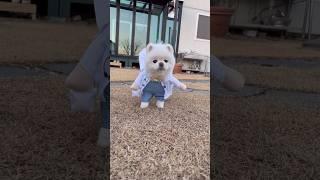 찍지마라!  바쁘다 바빠  #샤샤의하루 #귀여운강아지