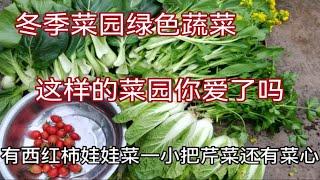 广东气候宜人，冬季菜园里有19多种蔬菜，每天换着吃