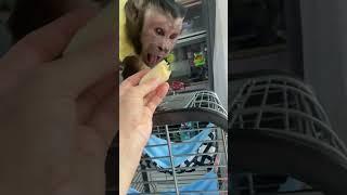 Весь быт только на Прошке и держится #проша #капуцин