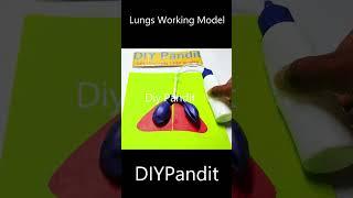 lungs working model - #shorts  | DIY pandit