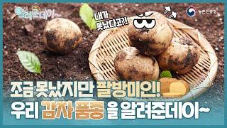 [알려준데이 4화] 우리 감자 품종, 어디까지 알고 있나요!?바로 확인요!!