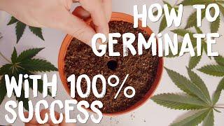 How To Germinate Seeds With A 100% Success Rate Guarantee  | Cannabis Germination Tutorial