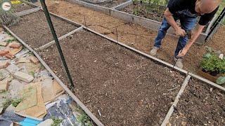 how to protect broccoli from pests