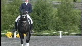 Dressage Stallion, Contango, Iron Spring Farm