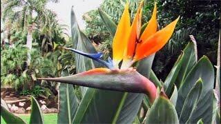Blumenshow - Teneriffa.