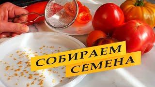 Собираем семена томатов правильно.