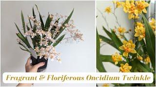 Compact Easy to Grow Fragrant Orchid | Oncidium Twinkle 100s of flowers!