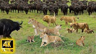 4K African Animals: Discover Wildlife of Kruger National Park With Real Sounds & Relaxing Nature