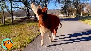 Sneaky Cow Escaped Everyone Until Kind Stranger Earned His Trust | Cuddle Buddies