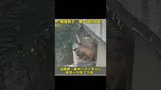 狗子在楼上围观看热闹，最后却成了热闹本身！The dog is watching the excitement upstairs