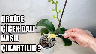 Do This So That The Orchid Takes Out a Flower Branch !