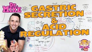 Gastric Secretion and Acid Regulation