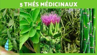 5 THÉS MIRACULEUX à INCLURE dans votre ALIMENTATION  (Infusions de Plantes Médicinales)