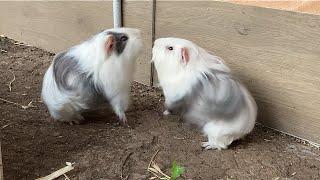 Guinea pig brothers fight for dominance