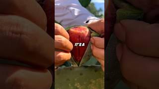 Sweet Fruit Hiding in a Cactus Full of Spines?!
