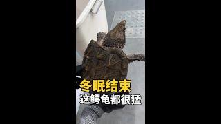 鳄龟冬眠结束了！#鳄龟 #鲁伟学长 #养龟日记