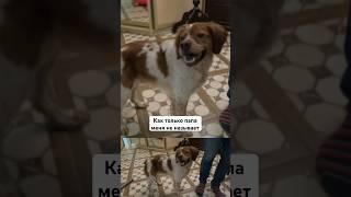 Ласковые прозвища для собаки