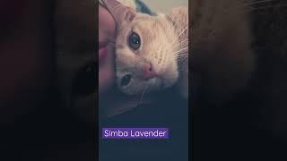 Loving out Simba Lavender #simba #cat #SimbaLavender #CatLoversClub ￼