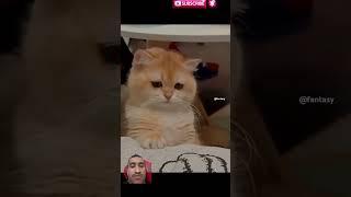 Emergency cute ️ #cat #catlover #cute #cats #catvideos #trending #ytshorts #yt