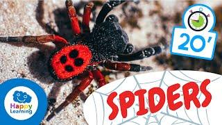 SPIDERS️ | Animals for Kids | Fun and Educational Spider Facts for kids