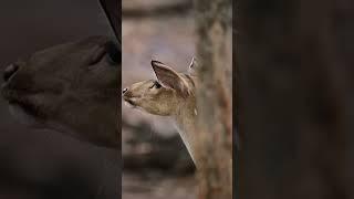 Un oso salvaje intenta escapar de un leopardo enojado pero no lo logra.