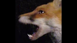 Fox Warning Call