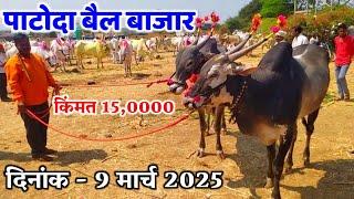 पाटोदा बैल बाजार 9 मार्च 2025  ll