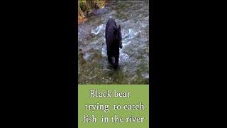 #Shorts-Black bear trying to catch fish in the river