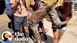 Rescue Donkey Couldn't Walk Until...️ | The Dodo Faith = Restored