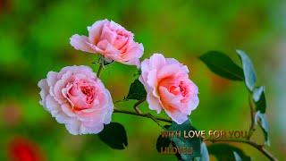 With love for you  Avec amour pour toi