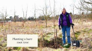 How to Plant a Bare Root Tree