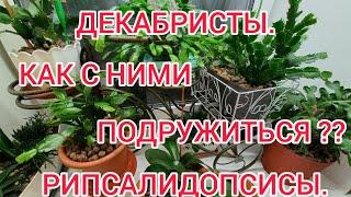 ДЕКАБРИСТ РОЖДЕСТВЕННИК,РИПСАЛИДОПСИС! КАК ПОДРУЖИТЬСЯ С ЭТИМИ РАСТЕНИЯМИ!?! Мой успешный опыт.