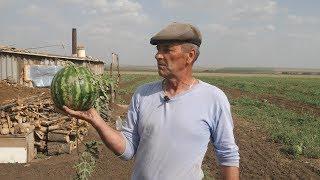 UTV. Соль-Илецкие бахчеводы назвали причину неурожая в 2019 году