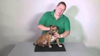 Behaviour & handling: Secure a dog by head