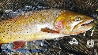 Catching My Biggest Cutthroat Trout Yet! (Tenkara Fly Fishing)