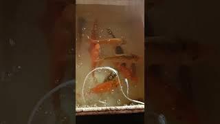 Tripura famous gold fish#@ YouTube shorts##