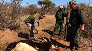 Trophy Sable Hunt - Limpopo 2018 - Wild Game Safaris