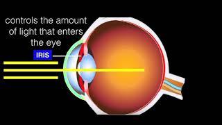 Parts and Function of the Eyes