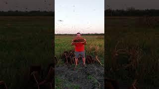 Почему и когда пчелы не жалят #shorts #бджоли #пасека #пчеловодство #bee
