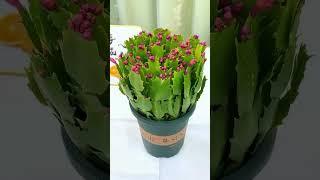 Christmas cactus care